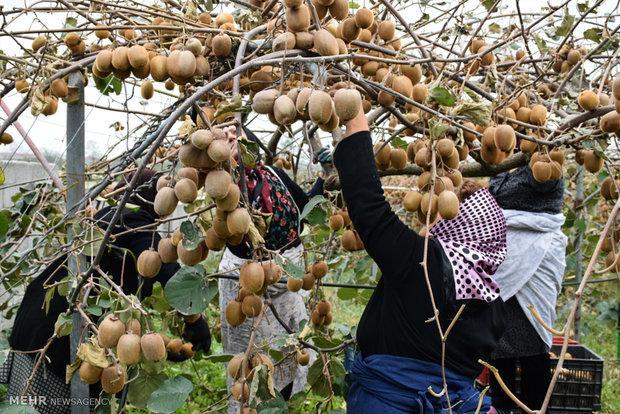 110 هزار تن کیوی پارسال از مازندران صادر شد