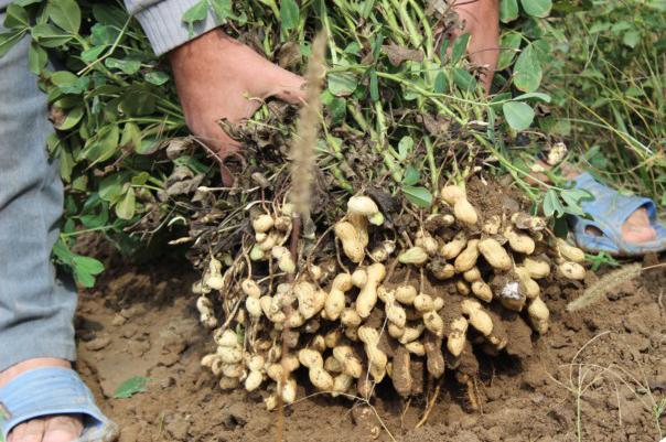 شروع برداشت بادام زمینی در فسا