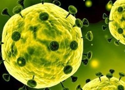 سازمان جهانی بهداشت: شواهد موجود، منشأ حیوانی ویروس کرونا را تایید می کند