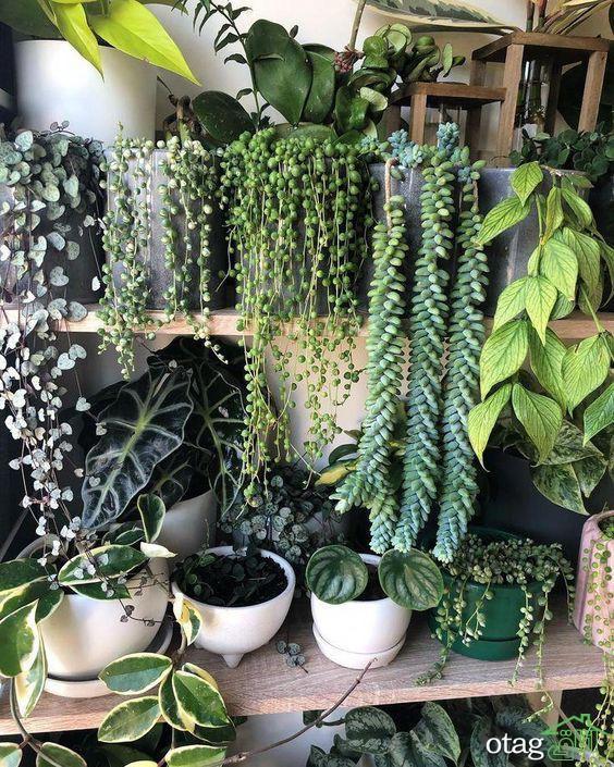 آموزش نگهداری از گیاهان آپارتمانی [ 3 روش کاربردی]
