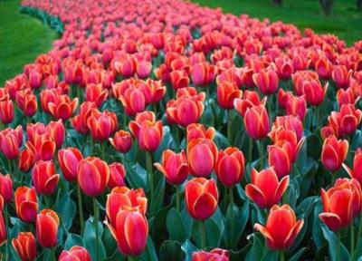 با تور مجازی از جشنواره گل های لاله کرج بازدید کنید
