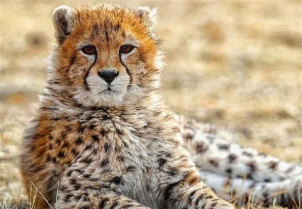 عکس ، پیروز رفت داخل اتاق جراحی ؛ ساعت های سرنوشت ساز برای یوز ایرانی ، پیام پرستار یوز محبوب
