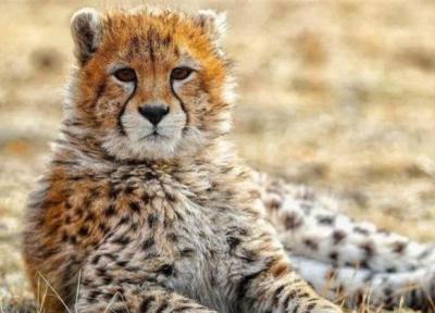 عکس ، پیروز رفت داخل اتاق جراحی ؛ ساعت های سرنوشت ساز برای یوز ایرانی ، پیام پرستار یوز محبوب