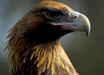 عقابی که قادر به شکار کانگورو بود! ، عکس