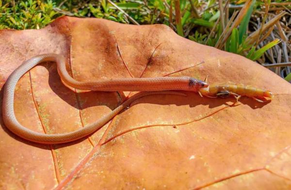 شکار آخر کمیاب ترین مار آمریکا ، عکس