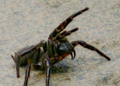کشنده ترین عنکبوت جهان، شکارچی ترسناک کجا زندگی می نماید؟ ، عکس