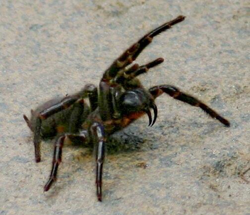 کشنده ترین عنکبوت جهان، شکارچی ترسناک کجا زندگی می نماید؟ ، عکس