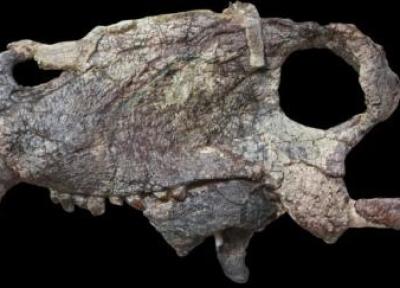 عکس ، شکارچی هولناکی که 40 میلیون سال قبل از تی رکس زندگی می کرد ، کشف فسیل 265 میلیون ساله پامپافونوس